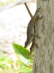 Anolis mariarum