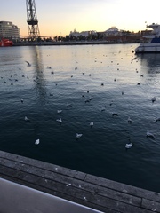 Chroicocephalus ridibundus