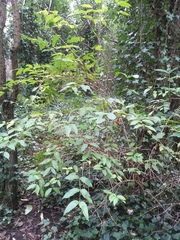 Lonicera × purpusii