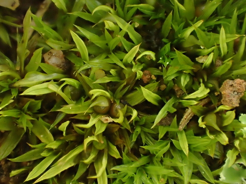 Bryobartramiaceae