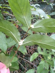 Lonicera × purpusii