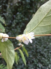 Lonicera × purpusii