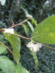 Lonicera × purpusii
