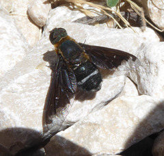 Hemipenthes velutina