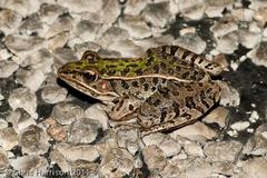 Lithobates sphenocephalus utricularius