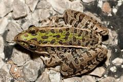 Lithobates sphenocephalus utricularius