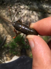 Cambarus carinirostris