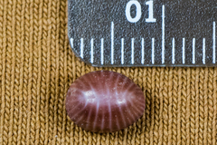 Pseudopusula californiana