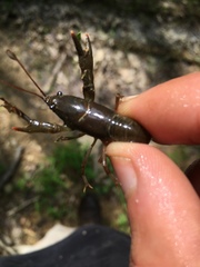 Cambarus carinirostris