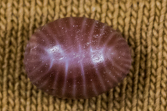 Pseudopusula californiana