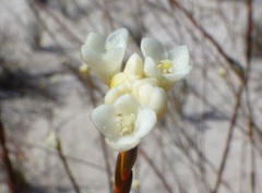 Lachnaea capitata