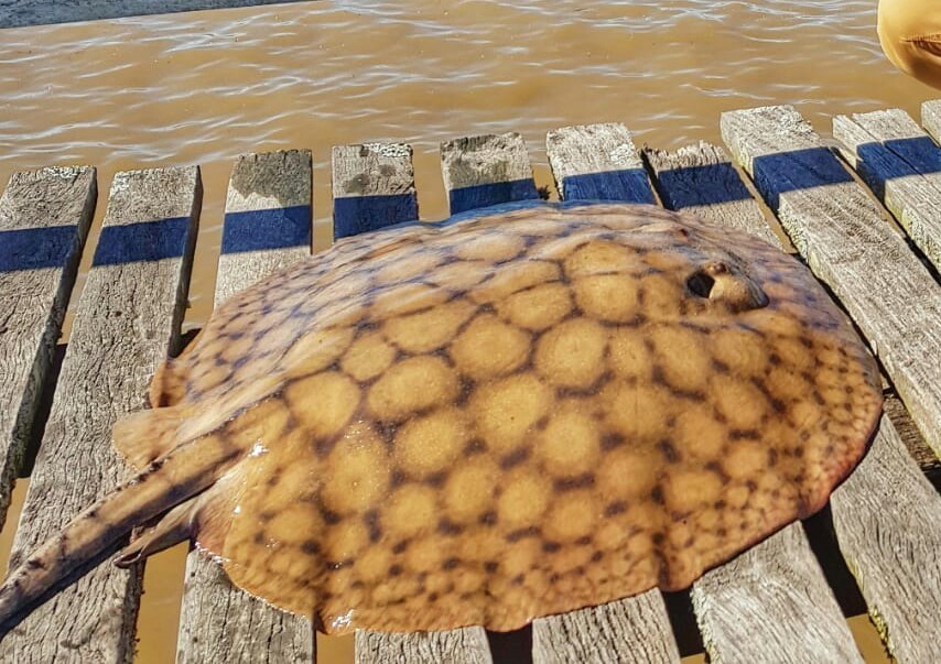 Shorttail river stingray (Potamotrygon brachyura) — Potamotrygonidae