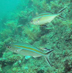 Caesio caerulaurea