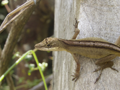 Anolis mariarum