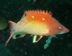 Bodianus dictynna