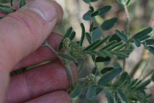 Image of Astragalus collinus by no rights reserved