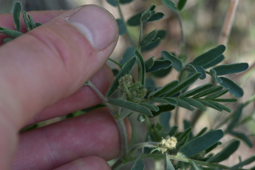Image of Astragalus collinus by no rights reserved