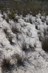 Lachnaea capitata