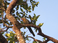Zanclostomus javanicus
