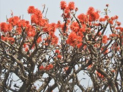 Erythrina abyssinica