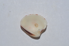 Lirophora paphia