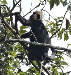 Semnopithecus johnii