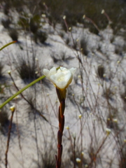 Lachnaea capitata