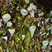 Cladonia pyxidata - Photo (c) Don Loarie, algunos derechos reservados (CC BY)