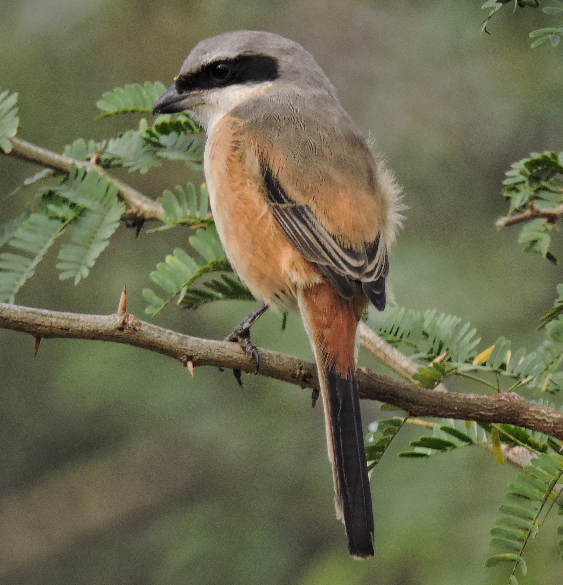 Long-tailed Shrike