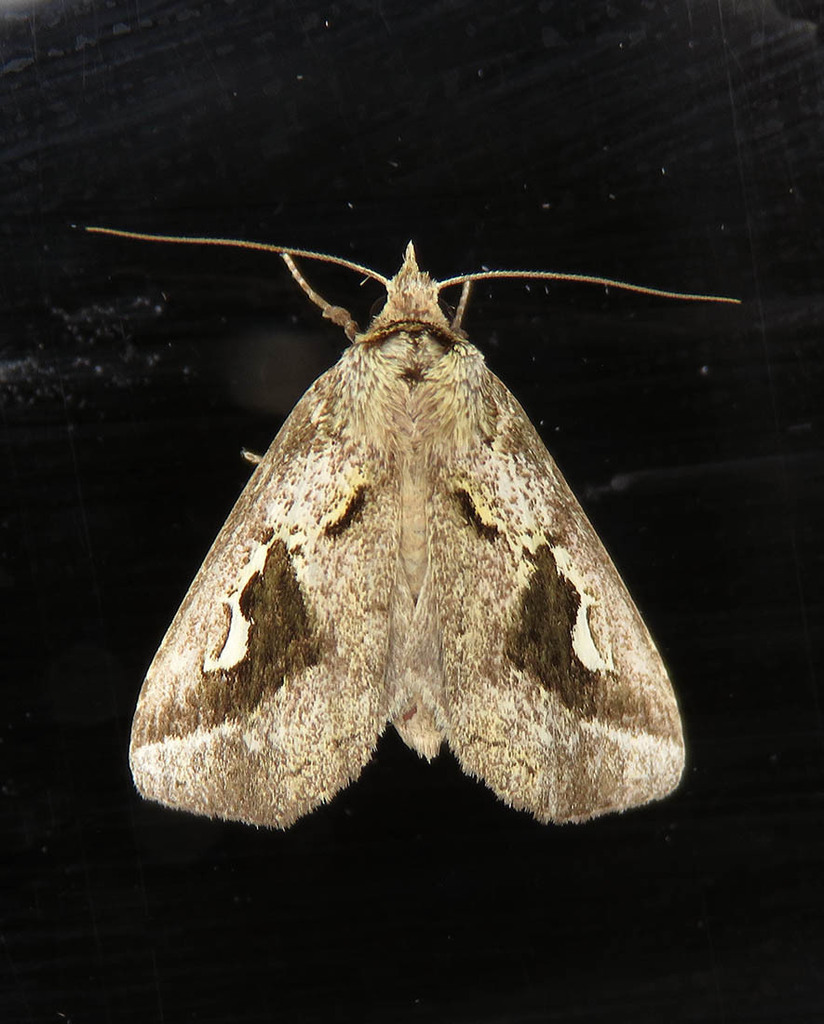 Phyllopalpia marcella