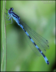 Coenagrion mercuriale