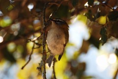 Regulus ignicapilla ignicapilla