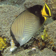 Chaetodon decussatus