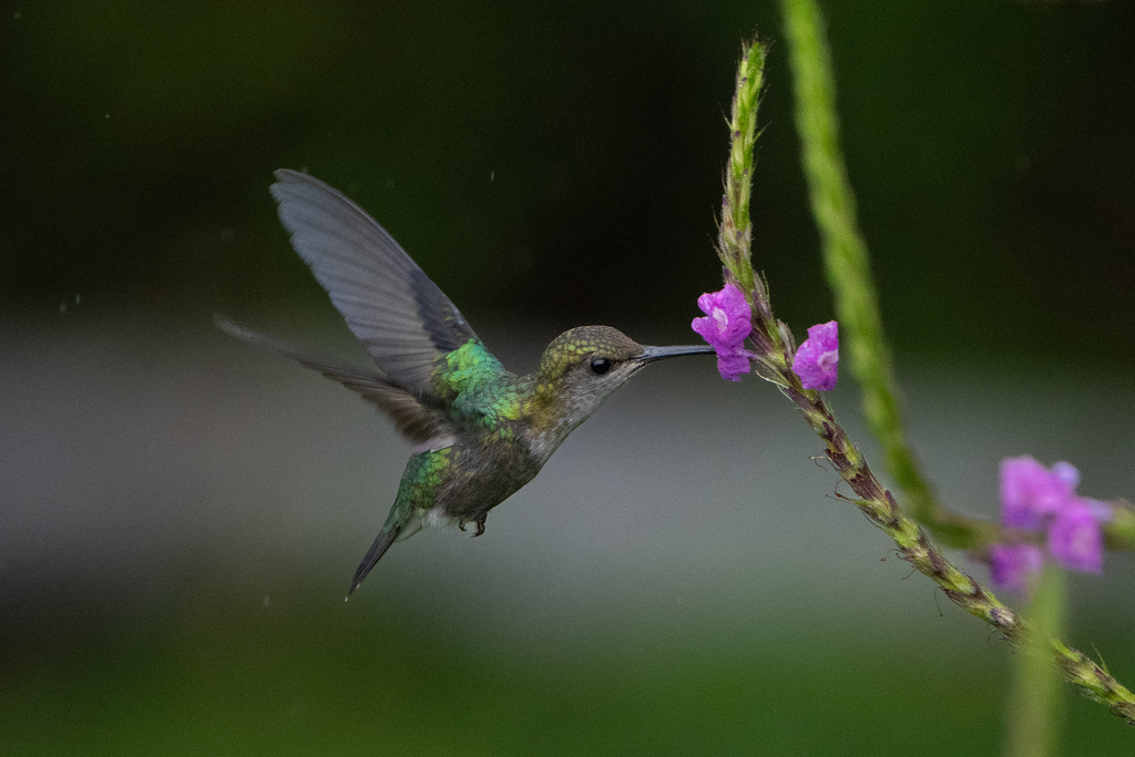 Coppery-headed Emerald photo