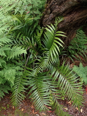 Asplenium scleroprium