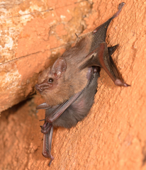 Balantiopteryx plicata