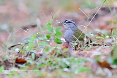 Arremonops chloronotus