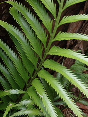 Asplenium scleroprium