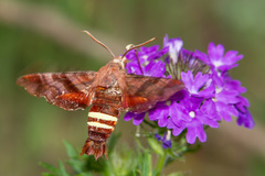 Amphion floridensis