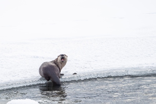 North American River Otter photographed in Wyoming