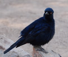 Onychognathus nabouroup