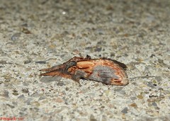 Notodonta scitipennis