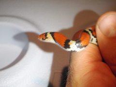 Cemophora coccinea copei