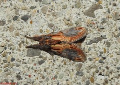 Notodonta scitipennis