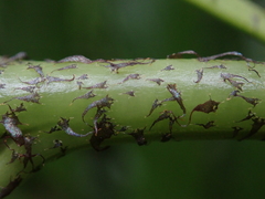 Asplenium scleroprium