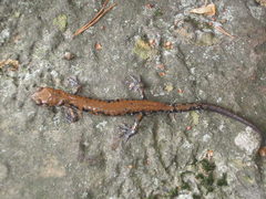 Plethodon petraeus