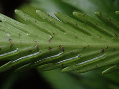 Asplenium scleroprium