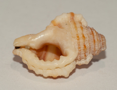 Monoplex tranquebaricus