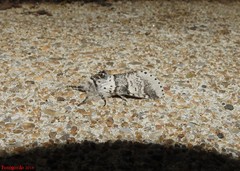 Furcula occidentalis