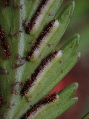 Asplenium scleroprium